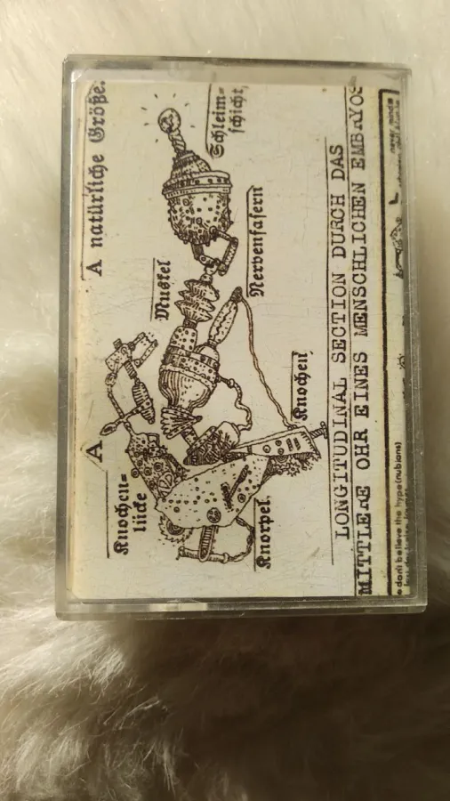 Longitudinal Section Durch Das Mittlere Ohr Eines Menschlichen Embryos (1989 Live)
